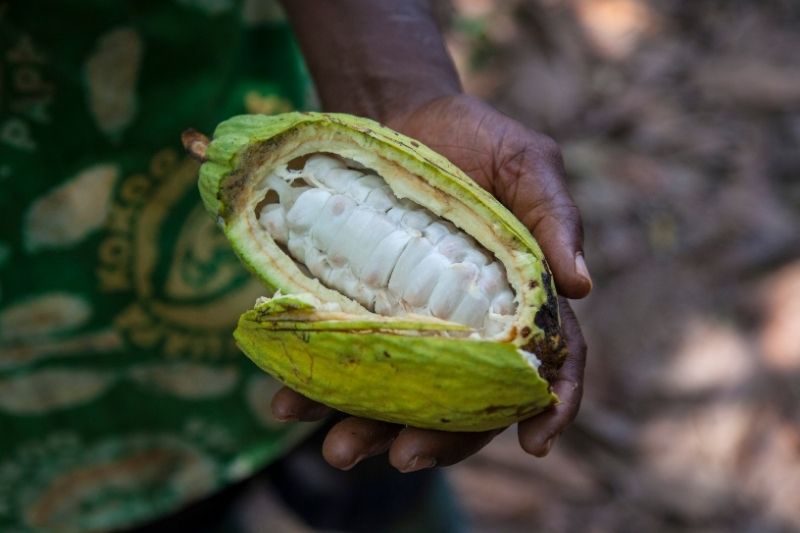 person holding a cut open cacao pod