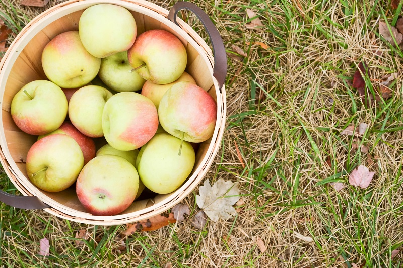 bucket of apples